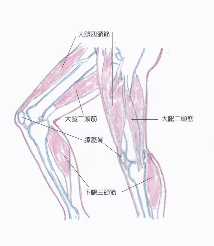 ひざ周りの筋肉