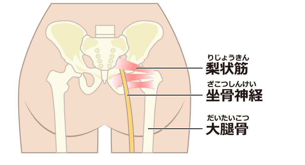 坐骨神経と周囲（でん部）