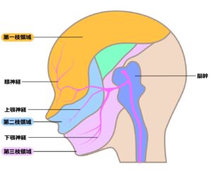 三叉神経の支配領域